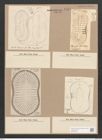 Surirella macraeana Grev. (de-Toni-Nr.: Genus 53, Species 2297) Zeichnungen Sammlung Grunow Nr. 4747 (NHMW-BOT-W0372858)